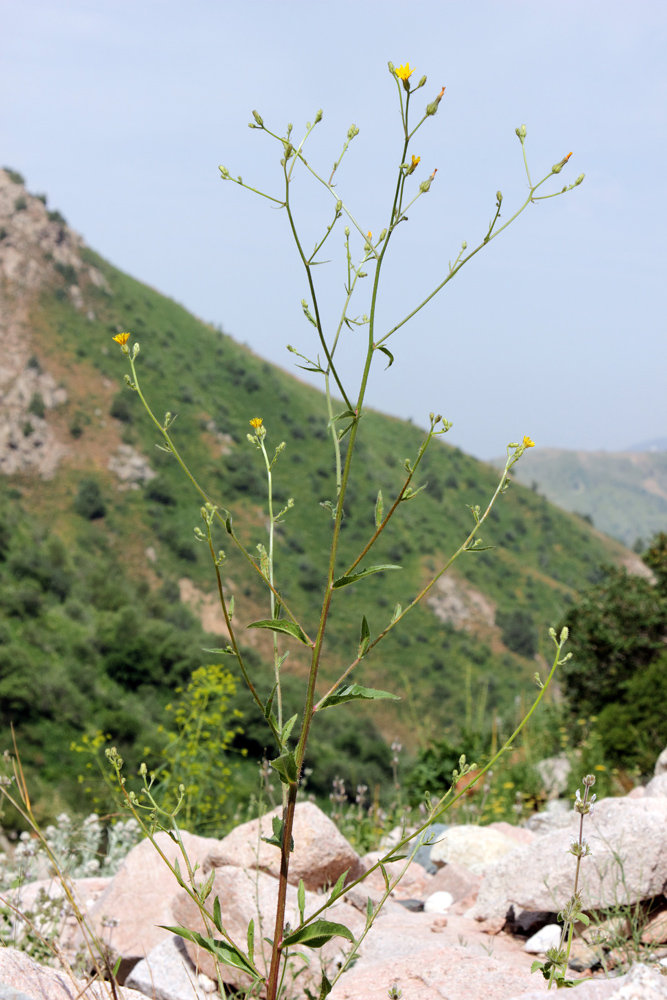 Изображение особи Picris nuristanica.