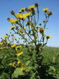 Inula helenium