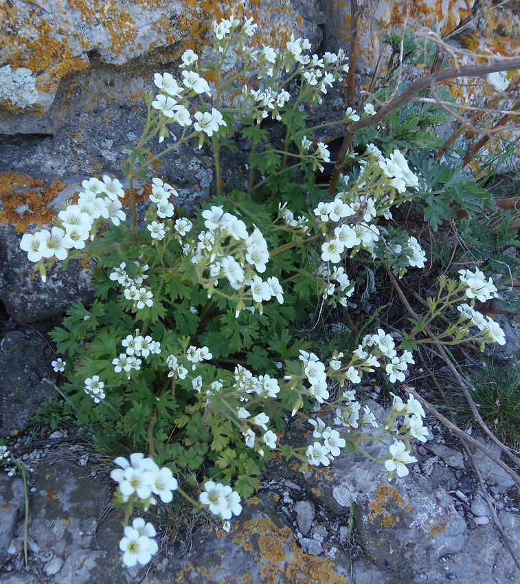 Изображение особи Saxifraga irrigua.