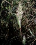 Crypsis schoenoides