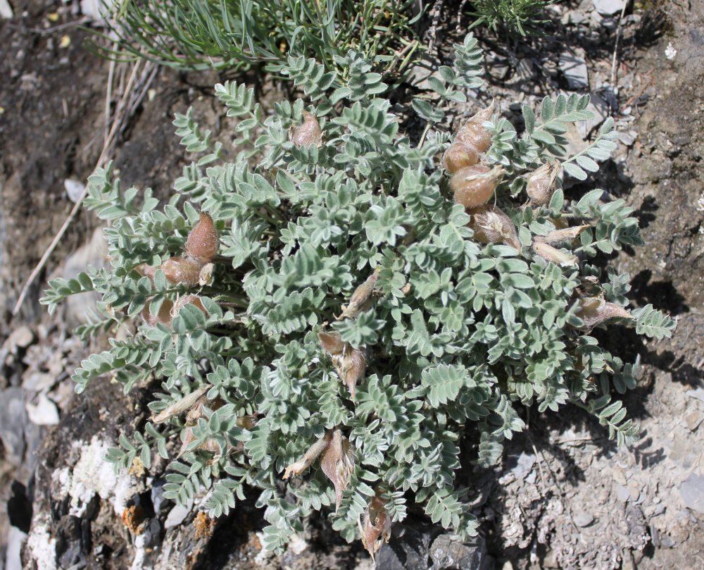 Image of Oxytropis ampullata specimen.