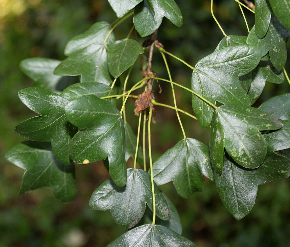 Image of Acer monspessulanum specimen.