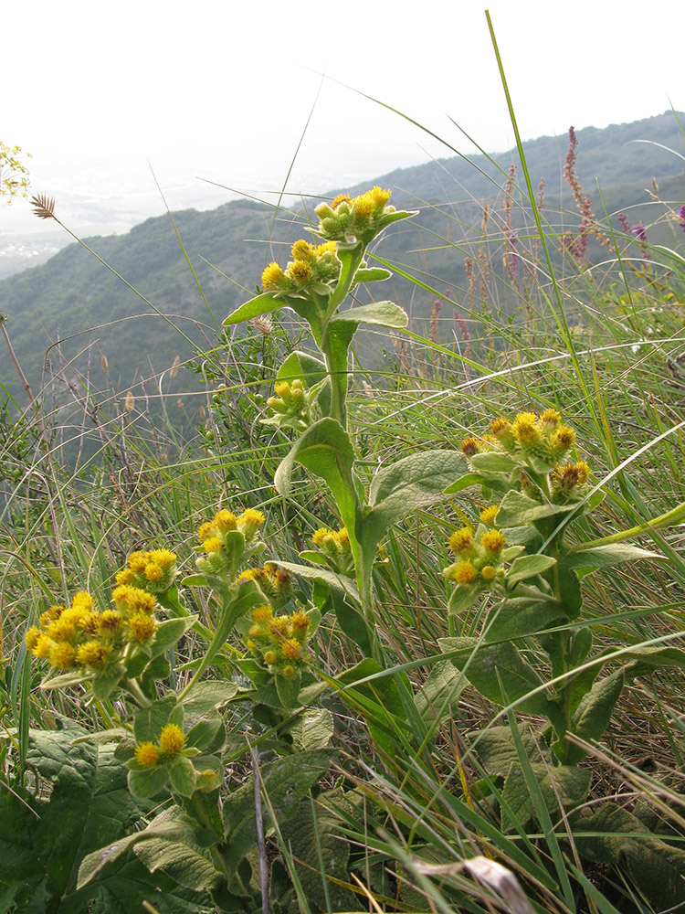 Изображение особи Inula thapsoides.