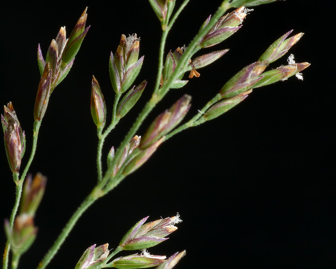 Image of Poa trivialis specimen.