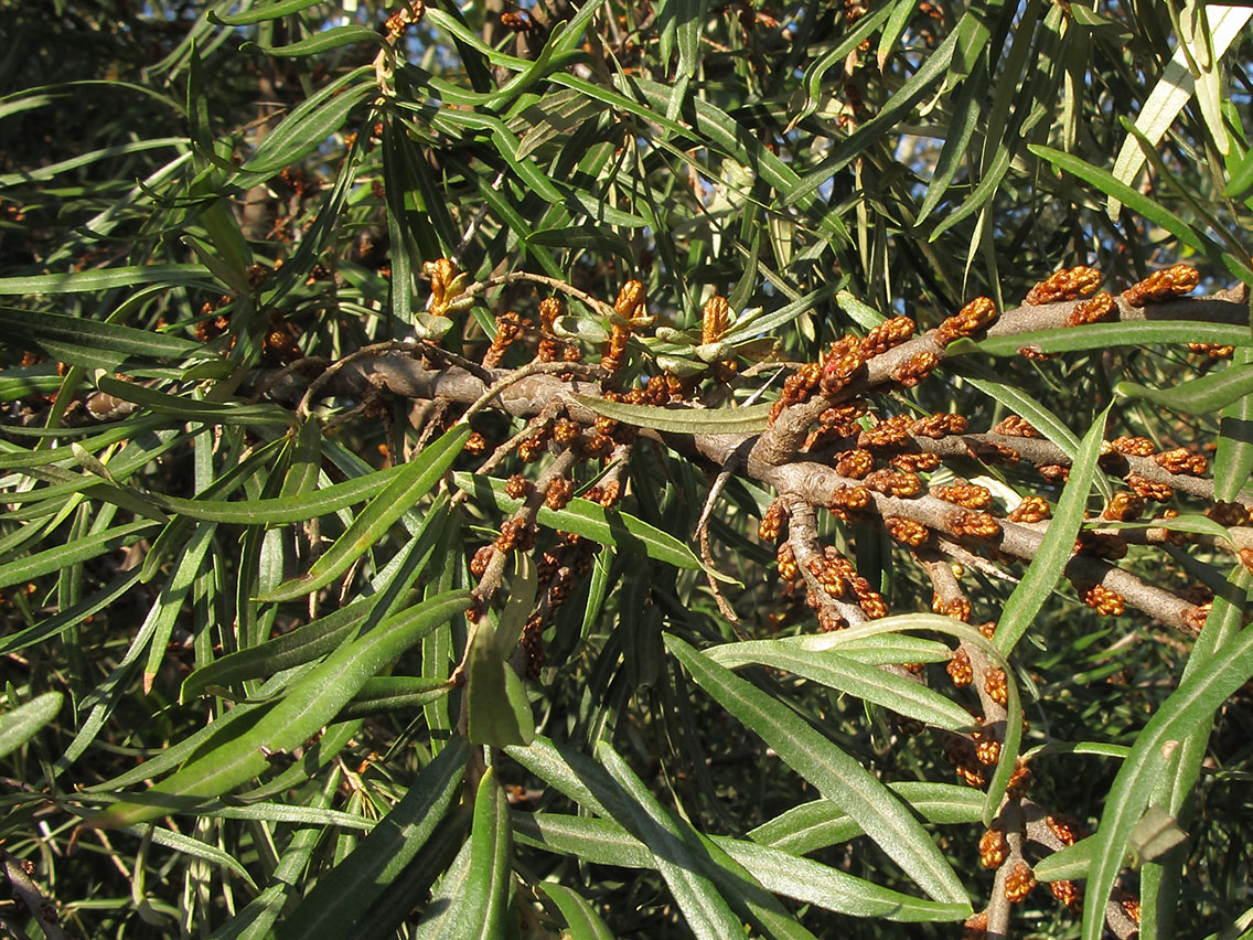 Image of Hippophae rhamnoides specimen.