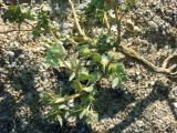 Atriplex dimorphostegia
