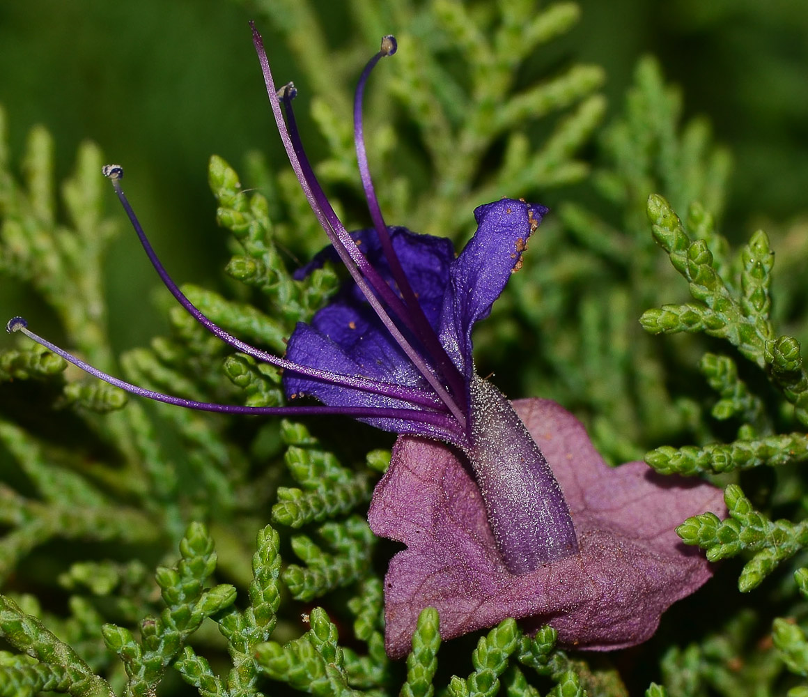 Изображение особи Karomia speciosa.