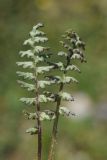 Pedicularis cheilanthifolia