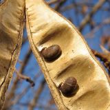 Robinia pseudoacacia. Часть вскрывшегося плода с семенами. Краснодарский край, Крымский р-н, долина реки Шибик, берег пруда. 11.11.2013.