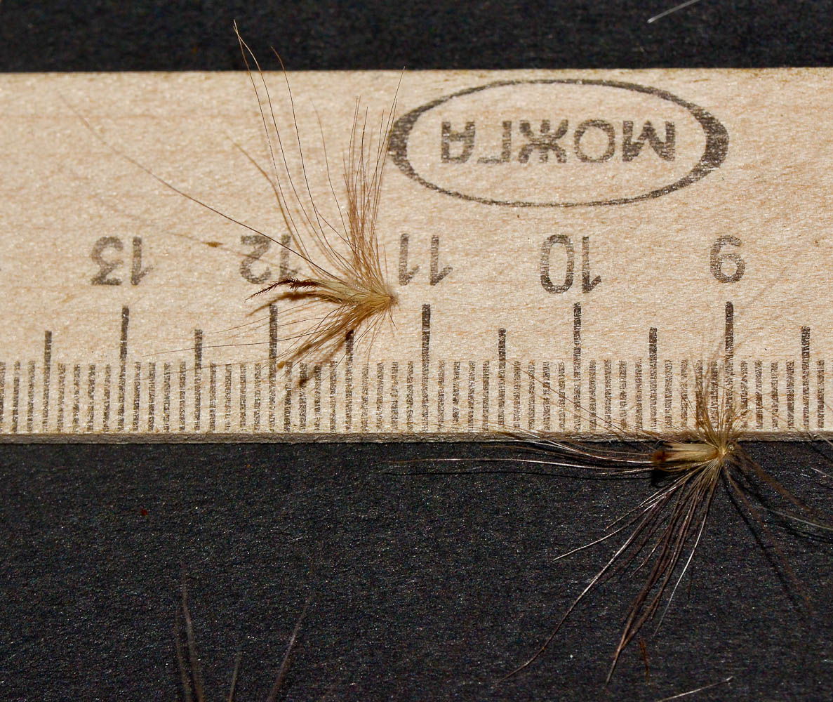 Изображение особи Pennisetum setaceum.