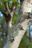 Betula subarctica