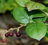 Gaultheria shallon