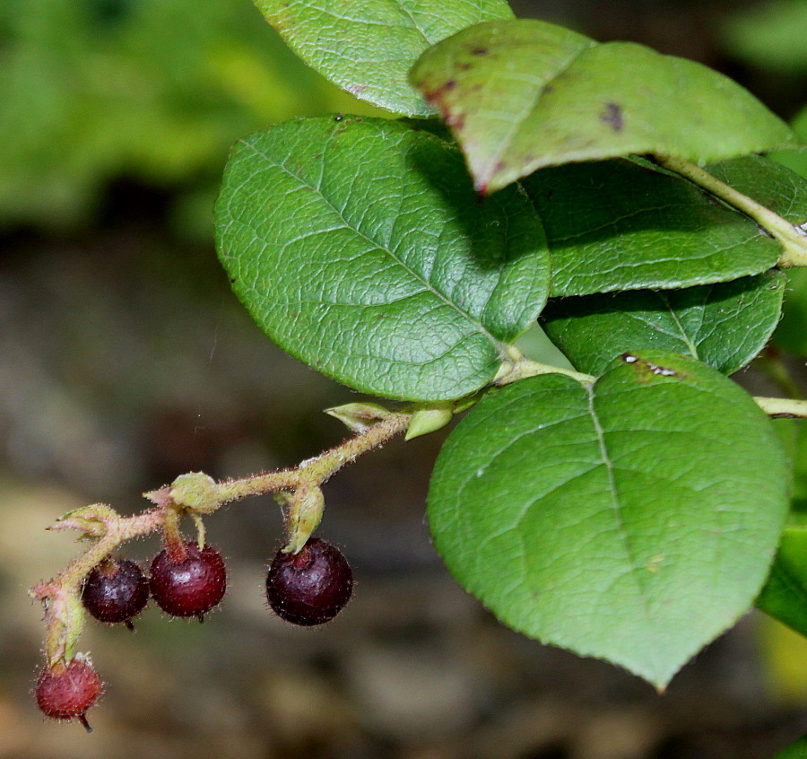 Изображение особи Gaultheria shallon.