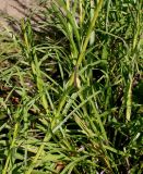 Liatris elegans