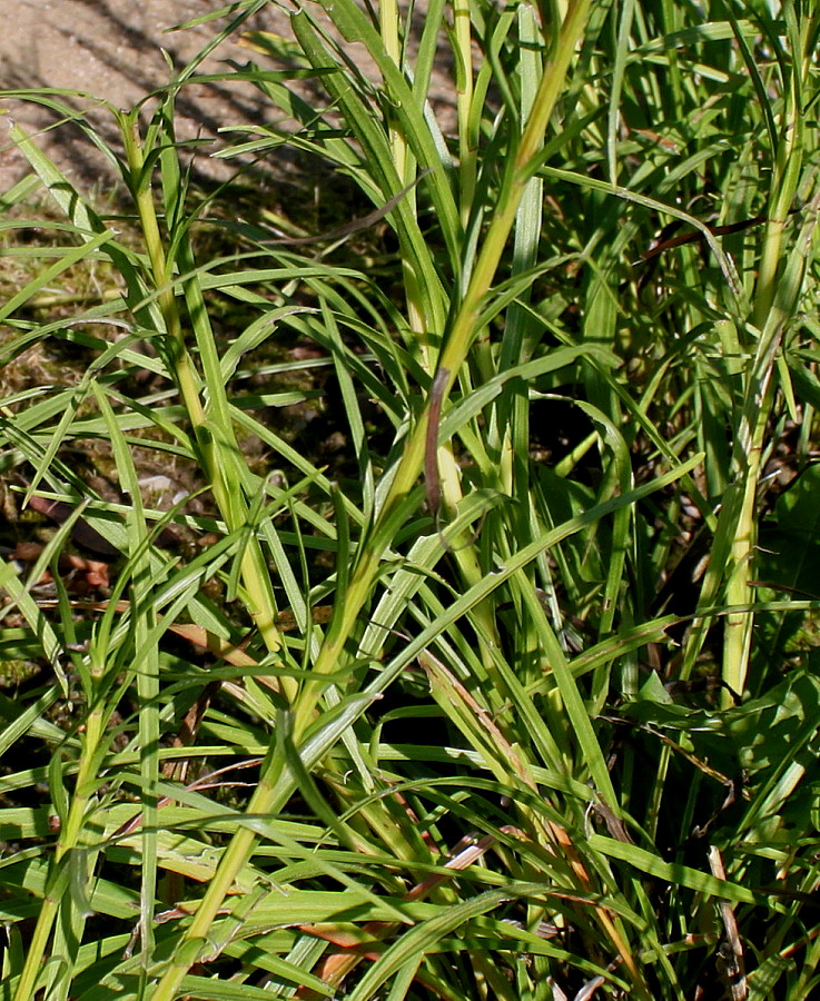 Изображение особи Liatris elegans.