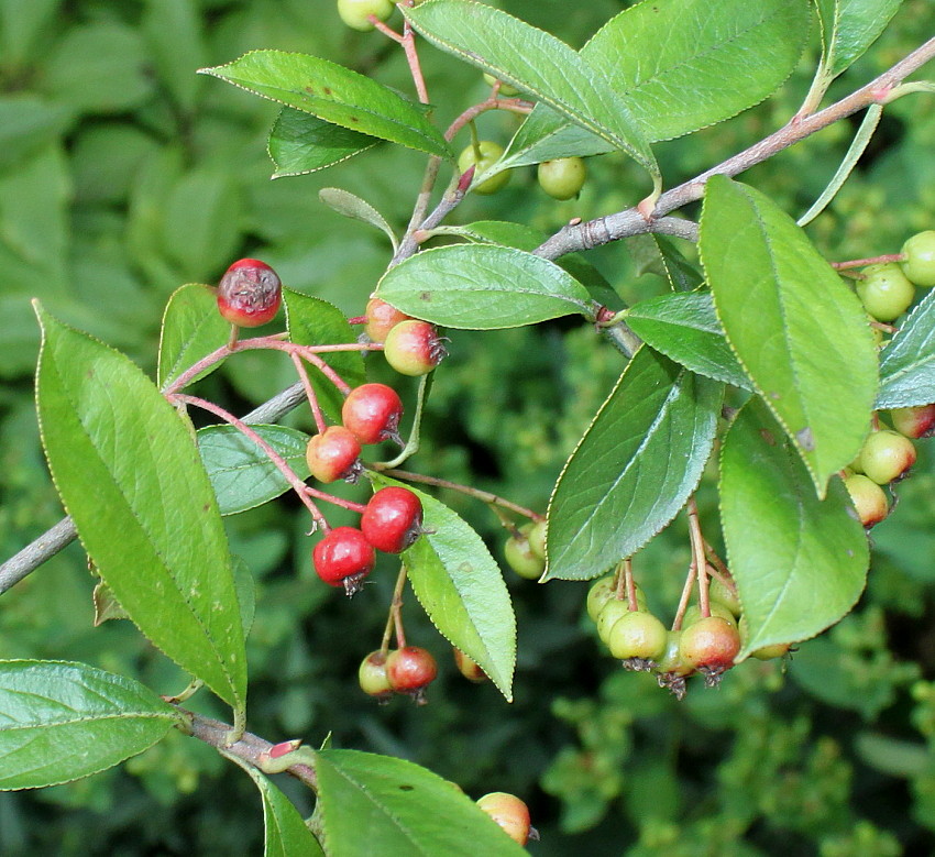 Изображение особи Aronia arbutifolia.