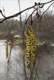 Alnus glutinosa. Часть ветви с мужскими и женскими соцветиями. Ленинградская обл., Кингисеппский р-н, берег р. Хаболовка. 10.04.2010.