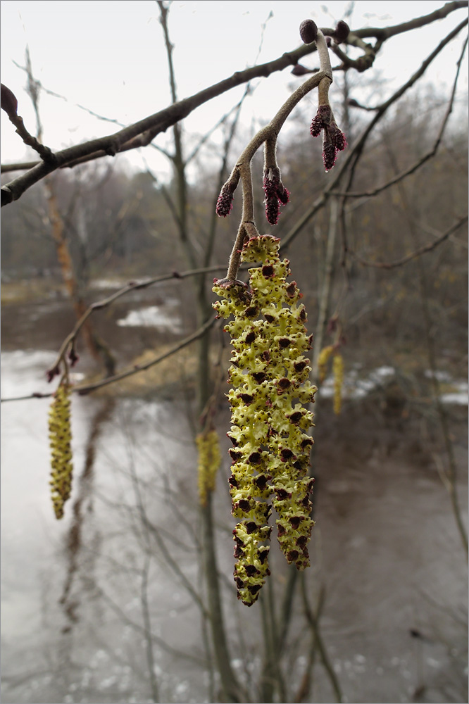 Изображение особи Alnus glutinosa.