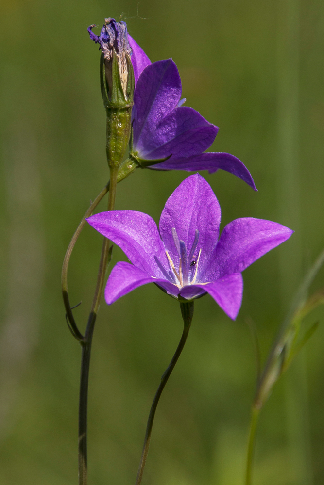 Image of Campanula wolgensis specimen.