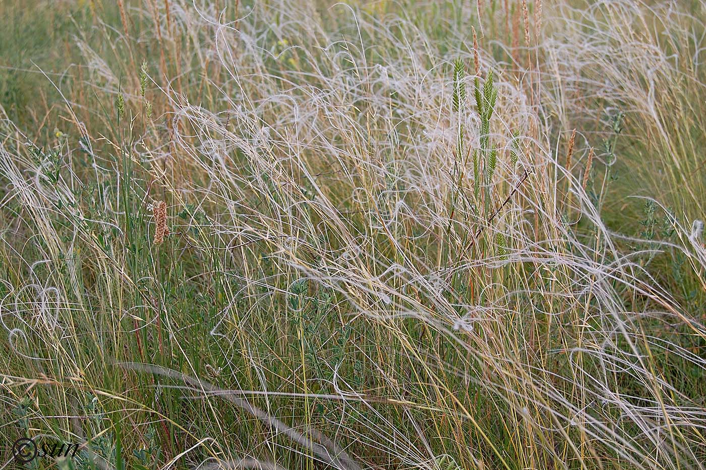 Image of Stipa pennata specimen.