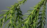 Cryptomeria japonica. Средние части побегов ('Villmoriniana'). Германия, г. Essen, Grugapark. 10.12.2013.