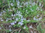 Veronica multifida. Цветущее растение. Нагорный Карабах, Мартакертский р-н, окр. с. Колатак, луг. 10.05.2013.