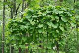 Aristolochia macrophylla