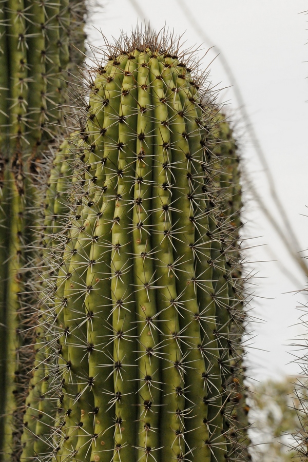 Image of Stenocereus thurberi specimen.