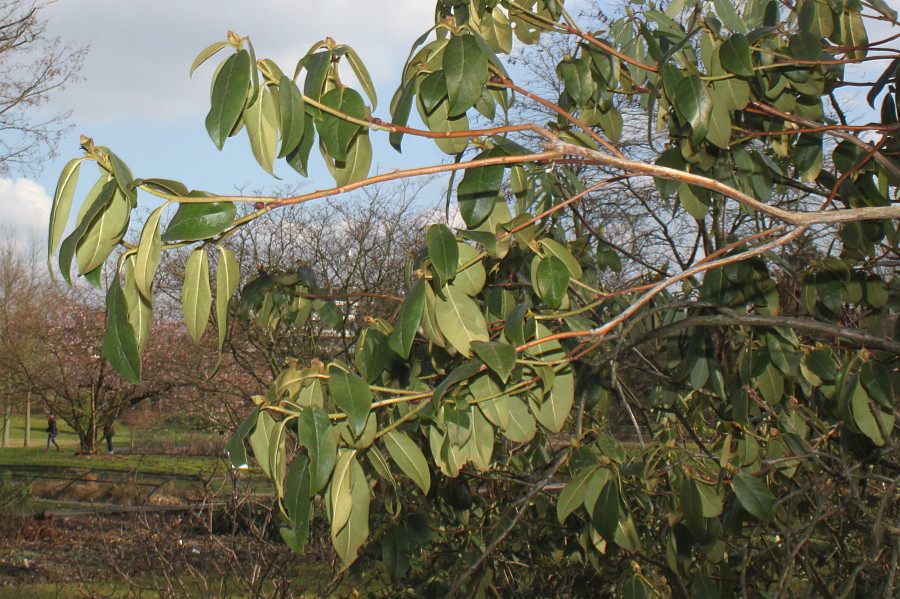 Image of Rhododendron augustinii specimen.