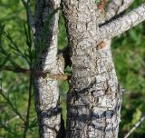 Tamarix hampeana