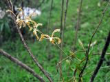 Arachnis flos-aeris