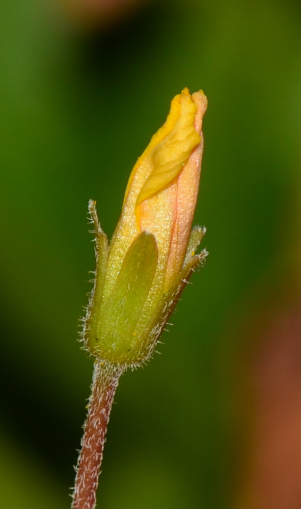 Изображение особи Oxalis corniculata.