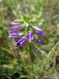 Campanula ruthenica