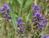 Polygala comosa
