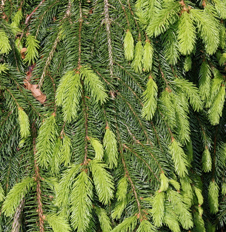 Image of Picea abies specimen.
