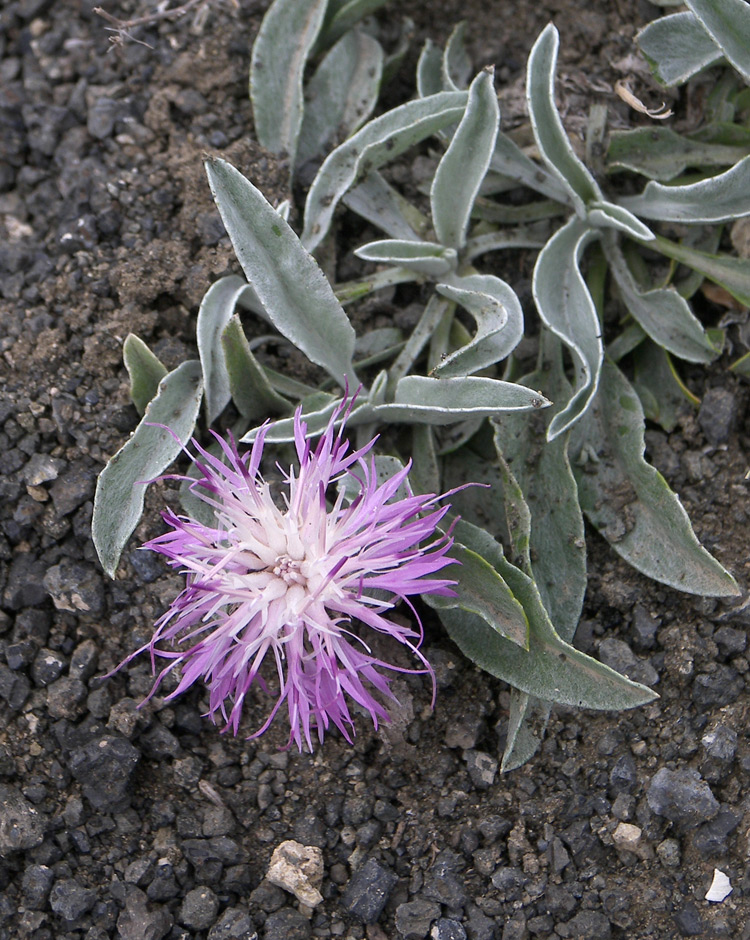 Image of Psephellus integrifolius specimen.