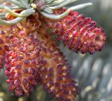 Abies procera форма glauca. Микростробилы. Германия, г. Дюссельдорф, Ботанический сад университета. 04.05.2014.