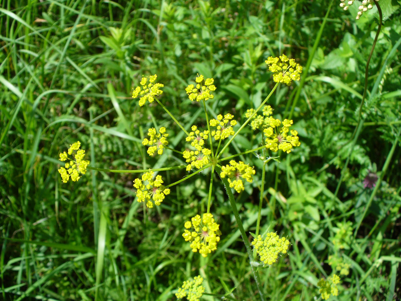 Image of Pastinaca pimpinellifolia specimen.