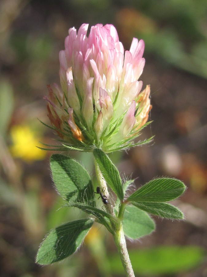 Image of Trifolium squamosum specimen.