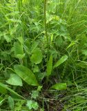 Crepis caucasigena