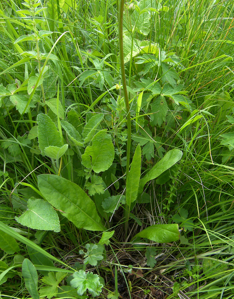 Image of Crepis caucasigena specimen.
