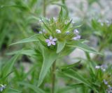 Collomia linearis