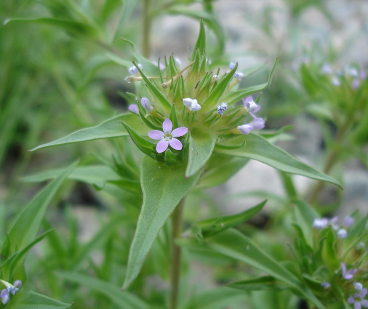 Изображение особи Collomia linearis.