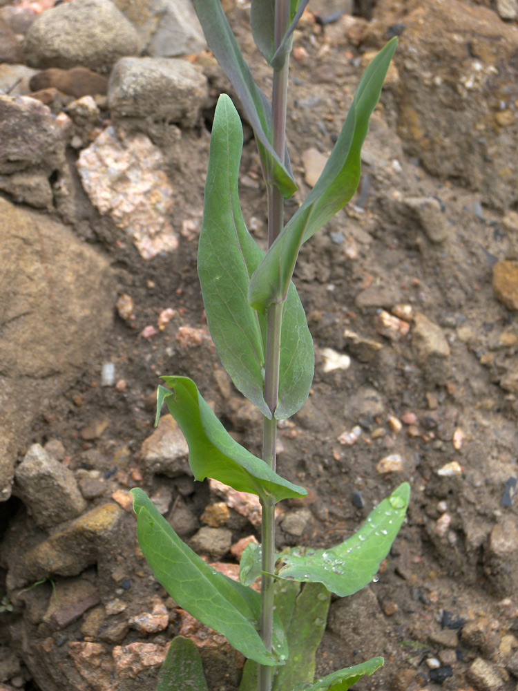 Image of Turritis glabra specimen.