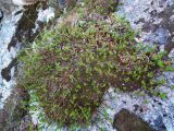 Chamaepericlymenum suecicum
