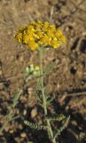 Achillea taurica. Верхушка побега с соцветиями. Крым, Тарханкутский п-ов, верховья балки Большой Кастель, на дороге. 12 июля 2014 г.