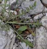 Lactuca intricata