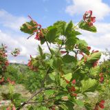 Acer tataricum. Верхушка ветви плодоносящего дерева. Краснодарский край, Крымский р-н, окр. станицы Нижнебаканская, заросшее молодым лесом дно выработанного мелового карьера. 14.06.2014.