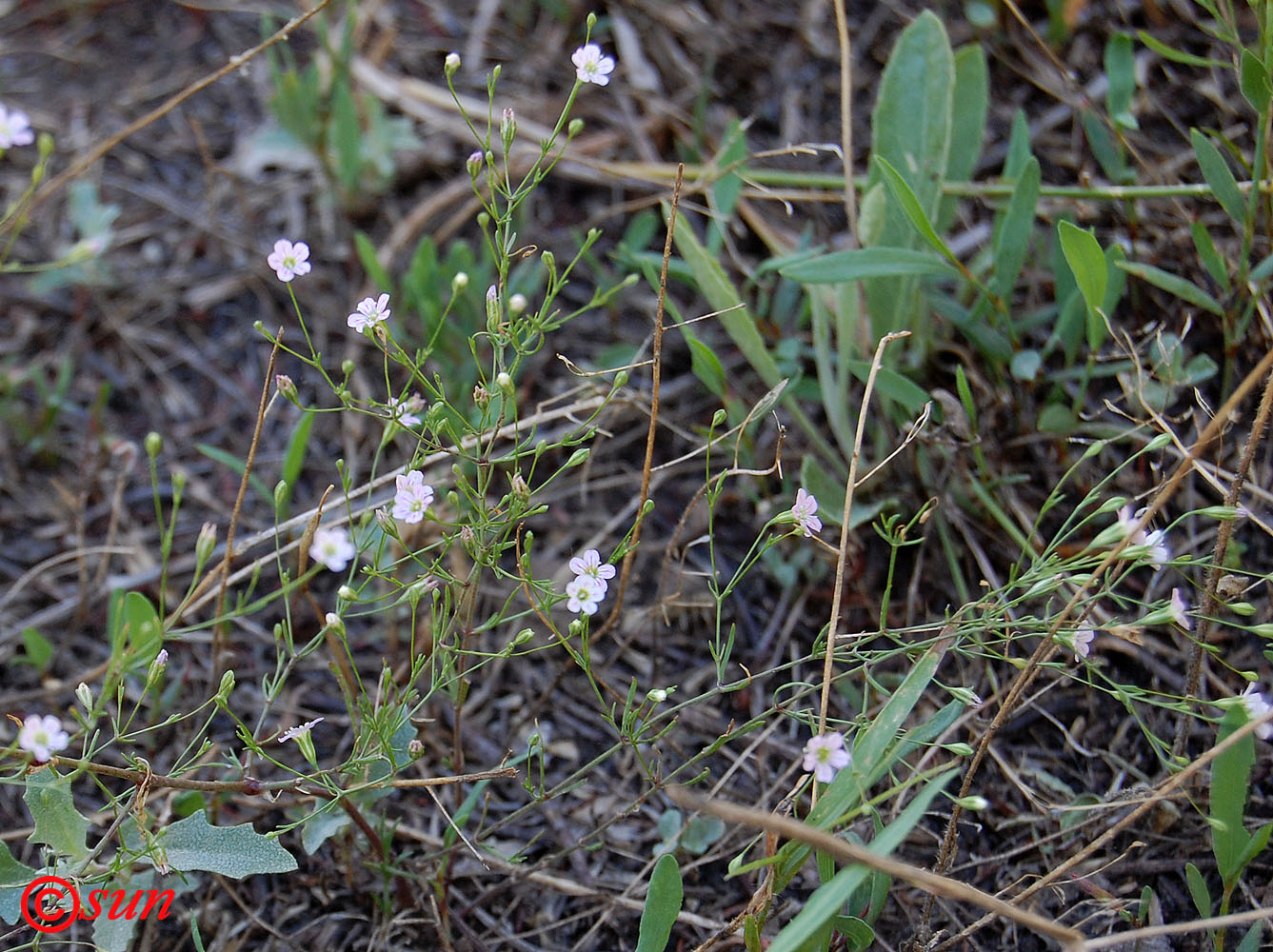 Изображение особи Psammophiliella muralis.