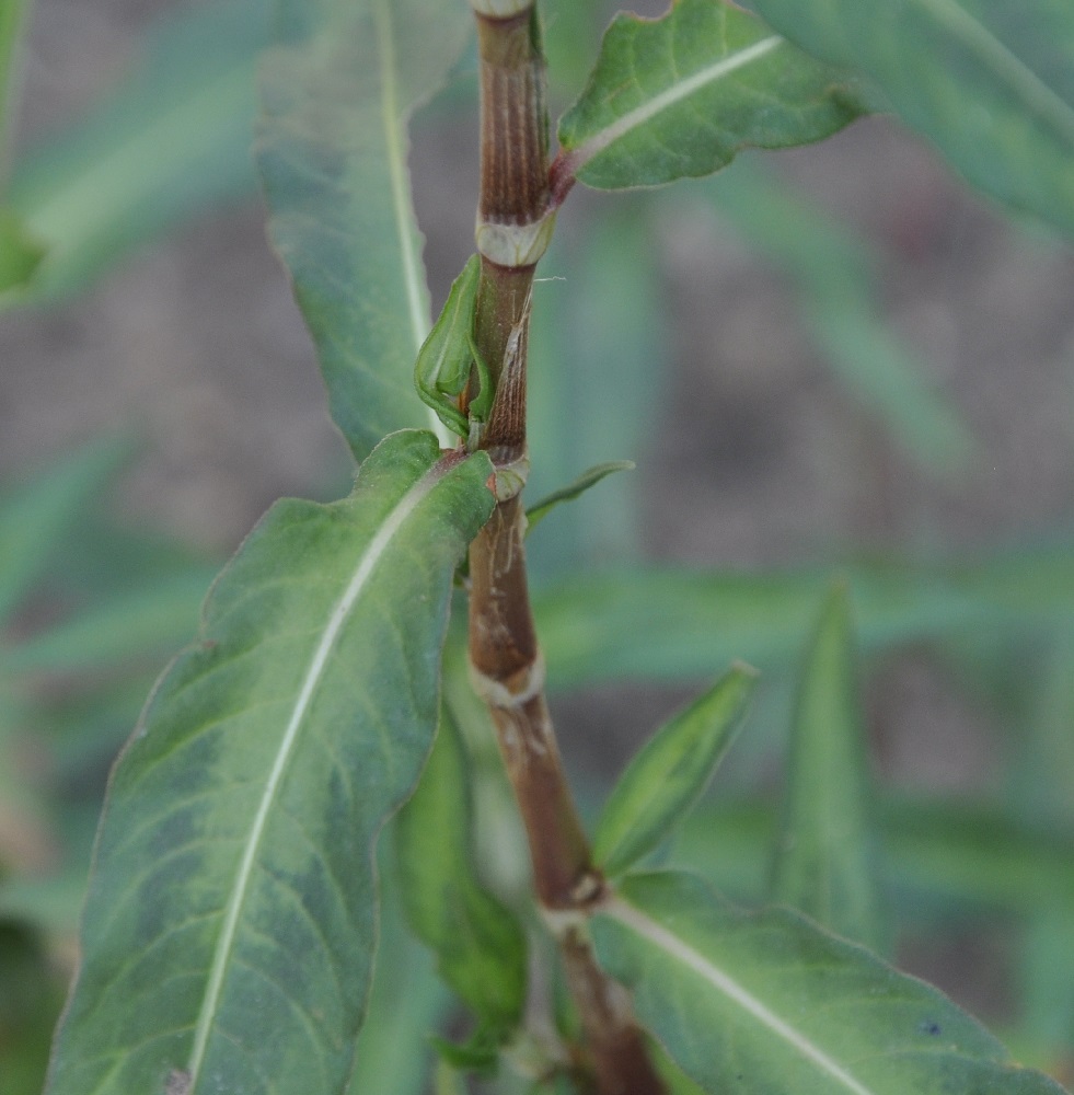 Изображение особи род Persicaria.